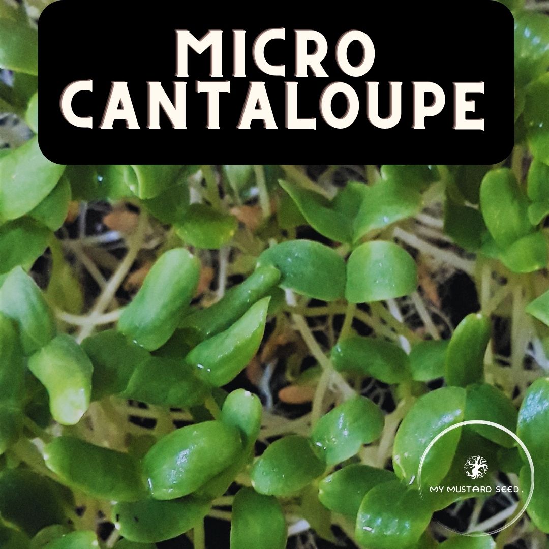 Cantaloupe Microgreens My Mustard Seed Wellness Products
